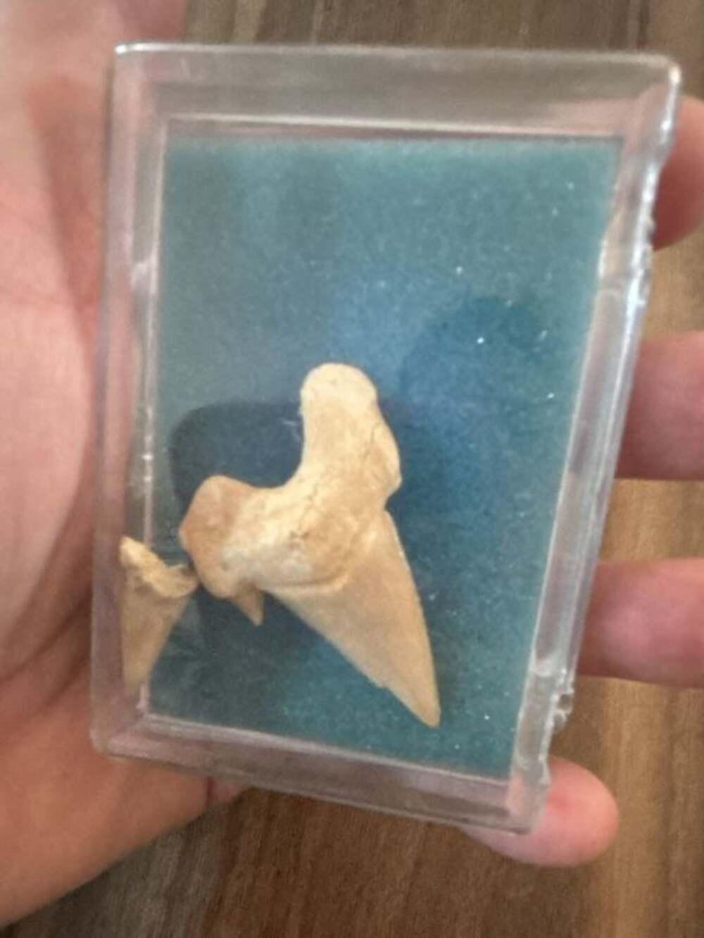 Otodus Obliquus Fossil Shark Tooth Prehistoric Specimen Display